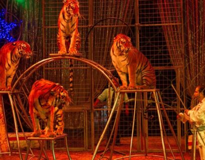 Sopralluogo di Napoli Animal Save al circo Lidia Togni in provincia di Salerno