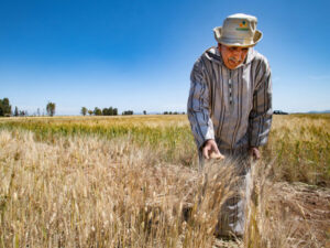 Ambrosio (FDI): "Rivedere l'attuale politica agricola comune"